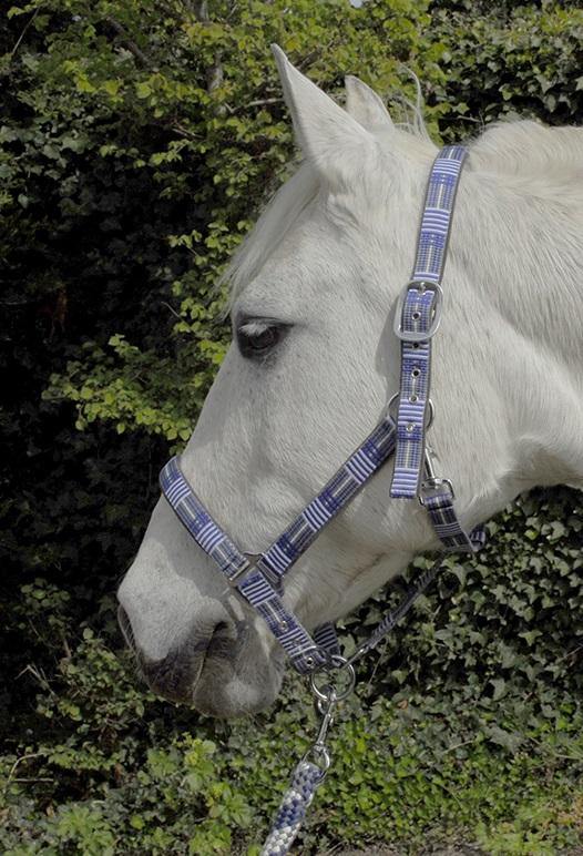 Rhinegold Carnival Licol et Longe - SHOPHORSE